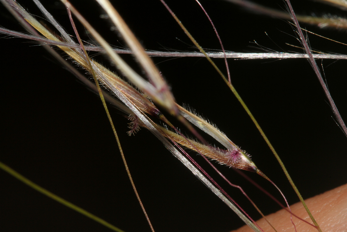 Stipagrostis hirtigluma subsp. patula