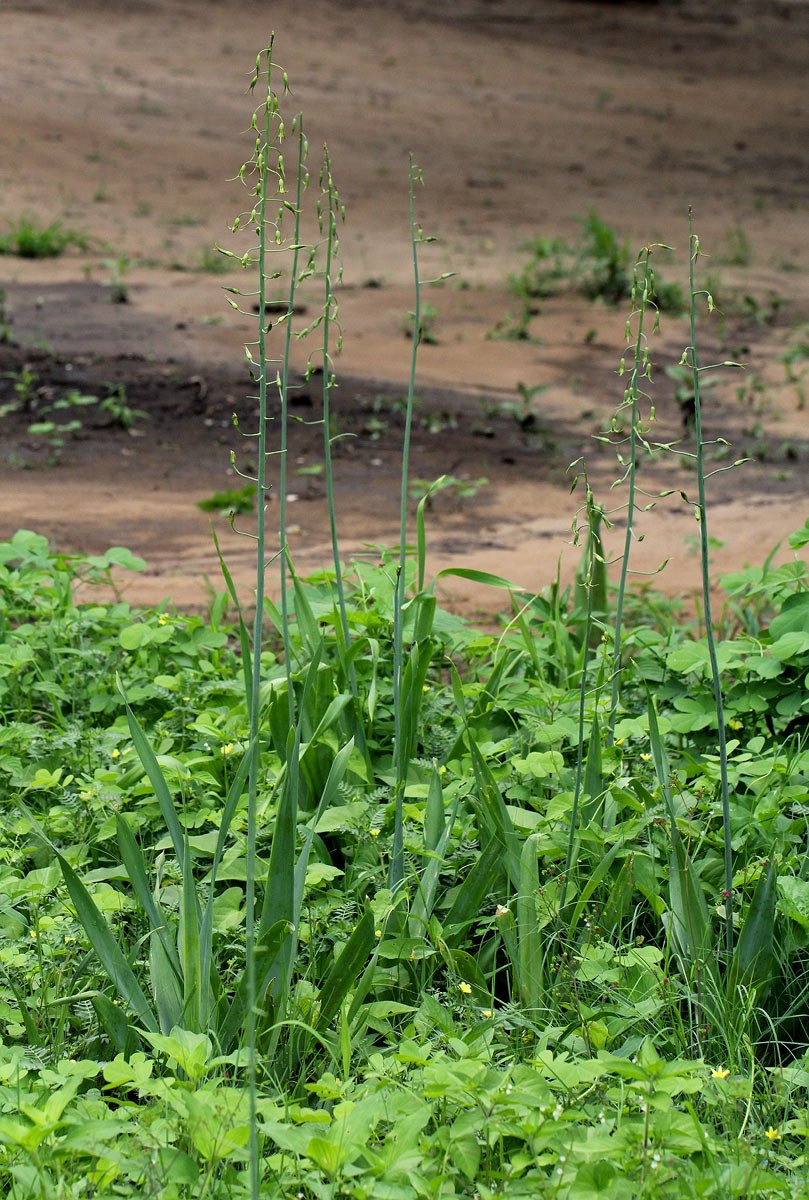 Dipcadi glaucum Dipcadi glaucum