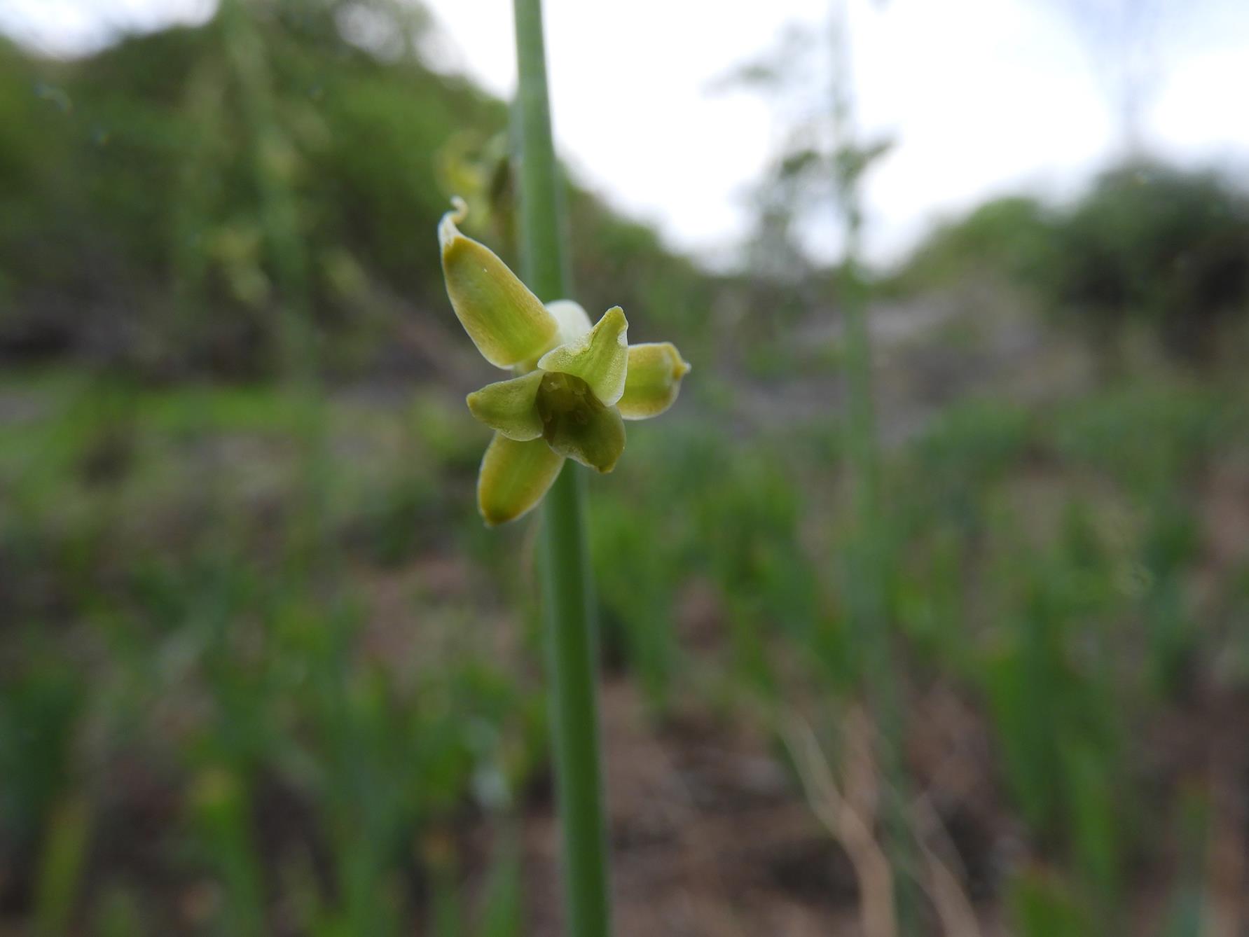 Dipcadi glaucum Dipcadi glaucum