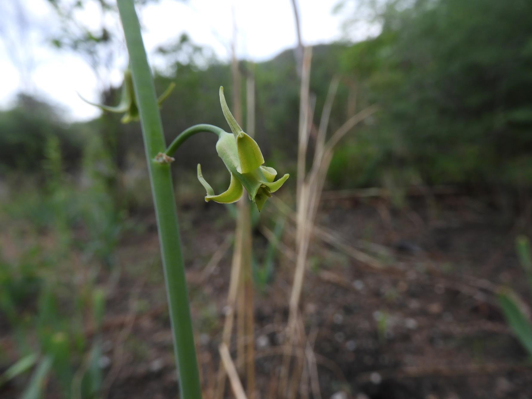 Dipcadi glaucum Dipcadi glaucum