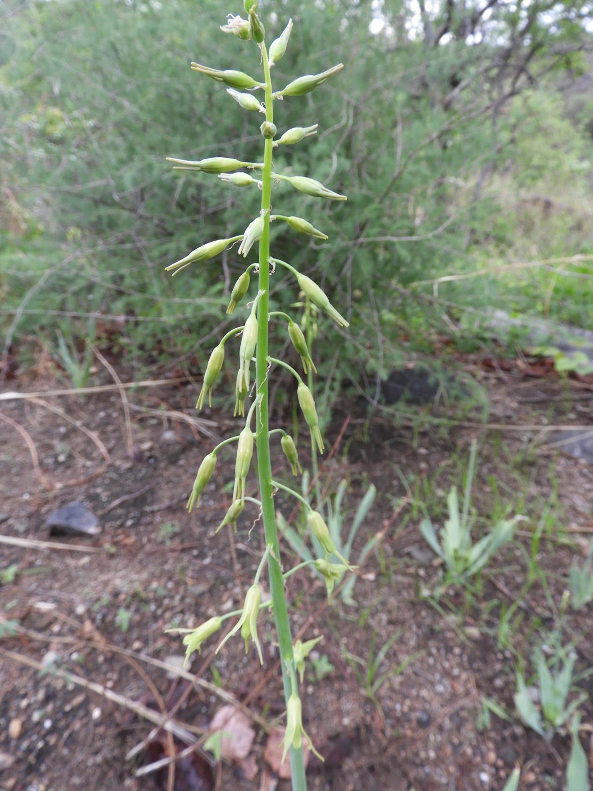 Dipcadi glaucum Dipcadi glaucum