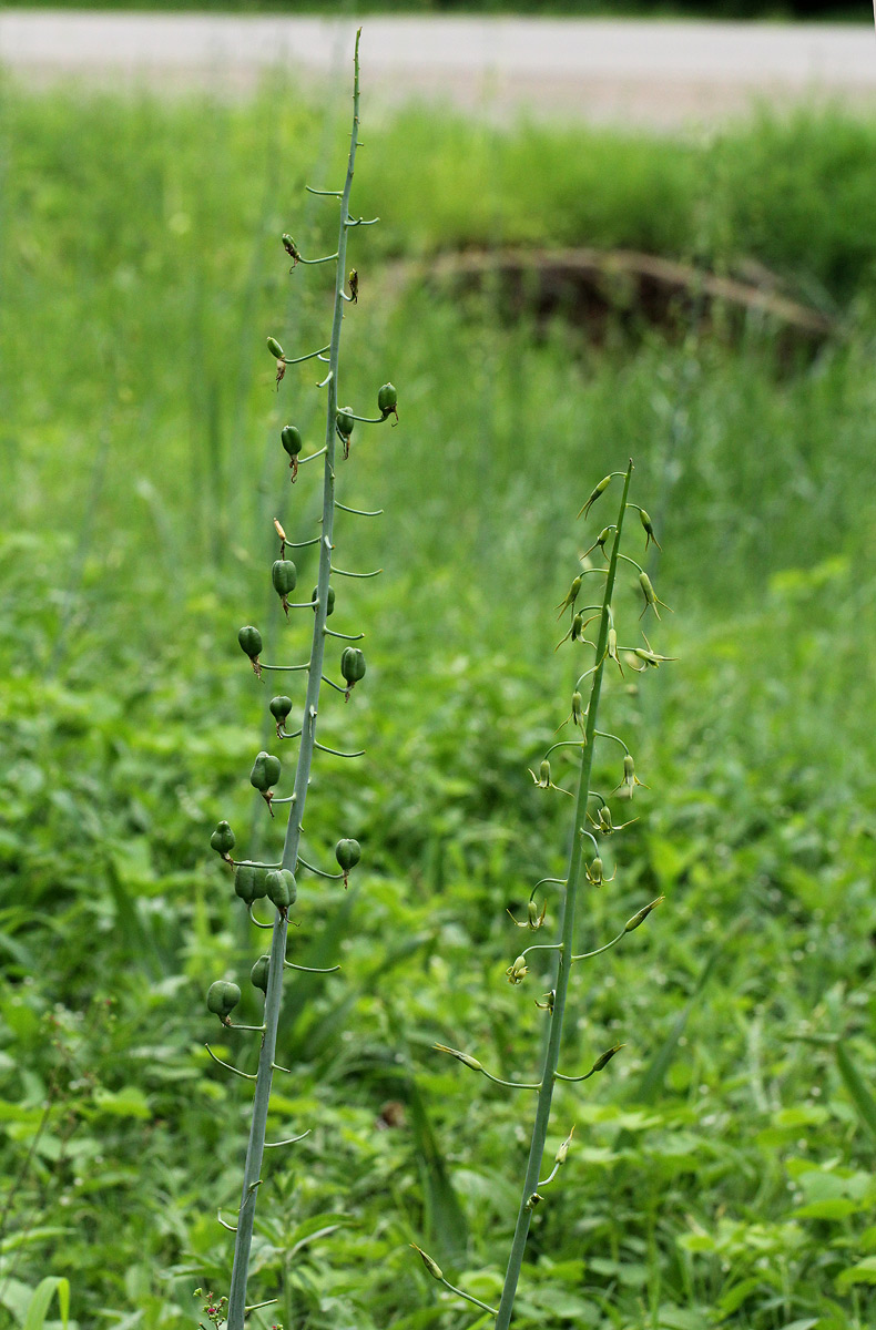 Dipcadi glaucum Dipcadi glaucum