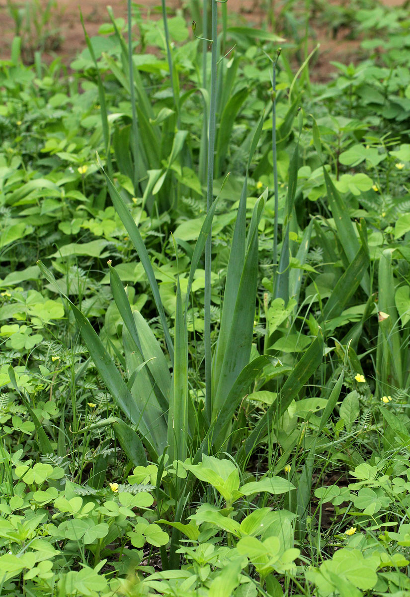 Dipcadi glaucum Dipcadi glaucum