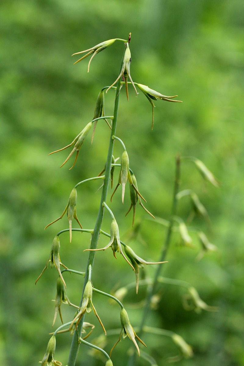 Dipcadi glaucum Dipcadi glaucum