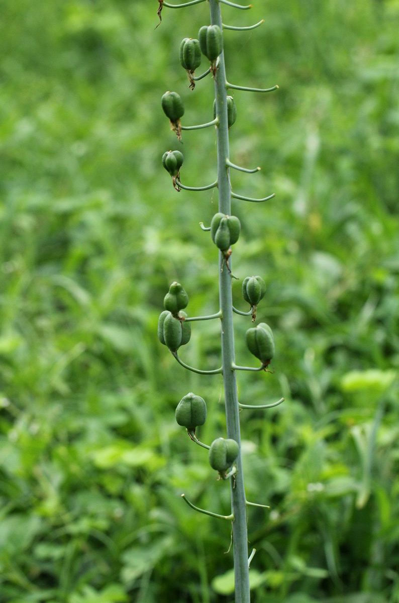 Dipcadi glaucum Dipcadi glaucum