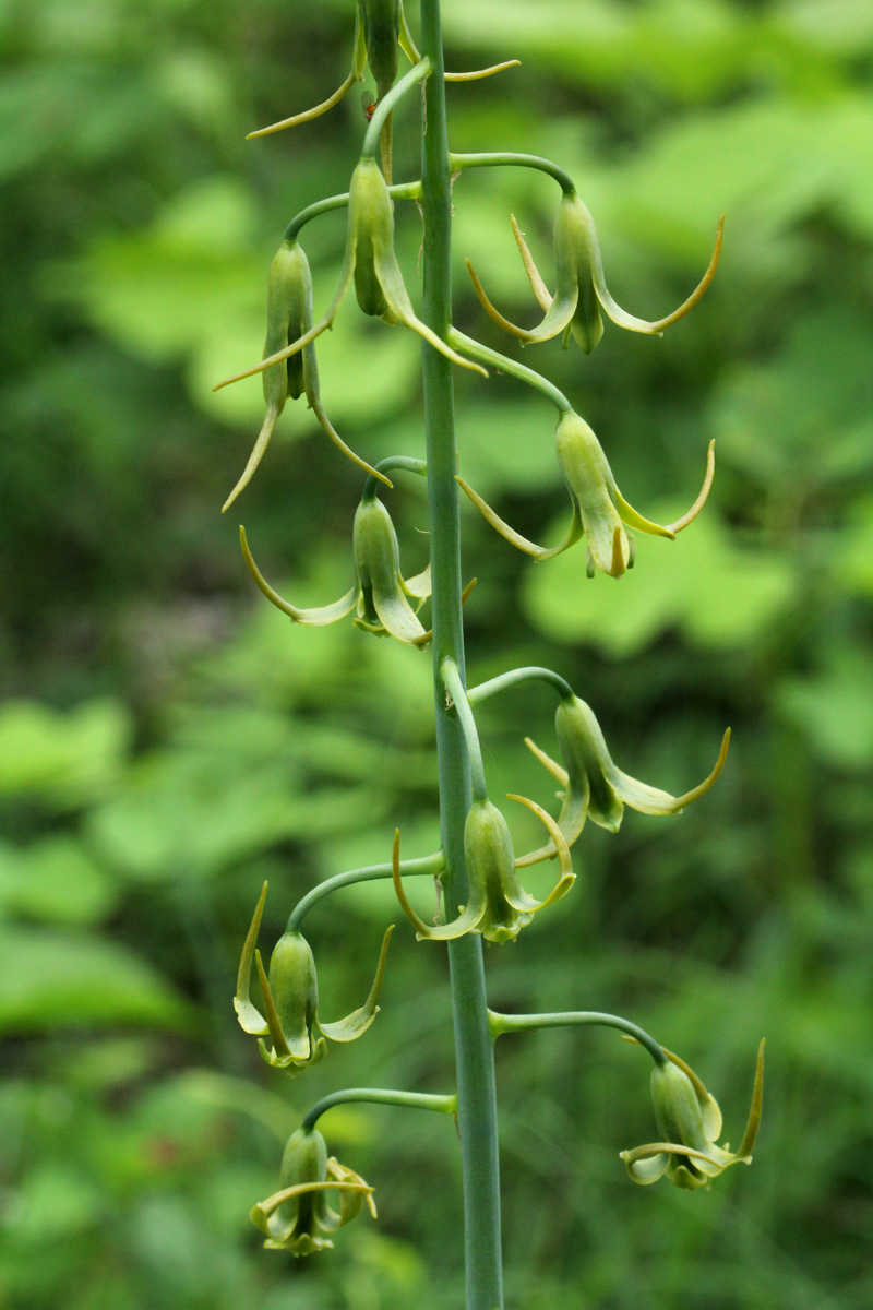 Dipcadi glaucum Dipcadi glaucum