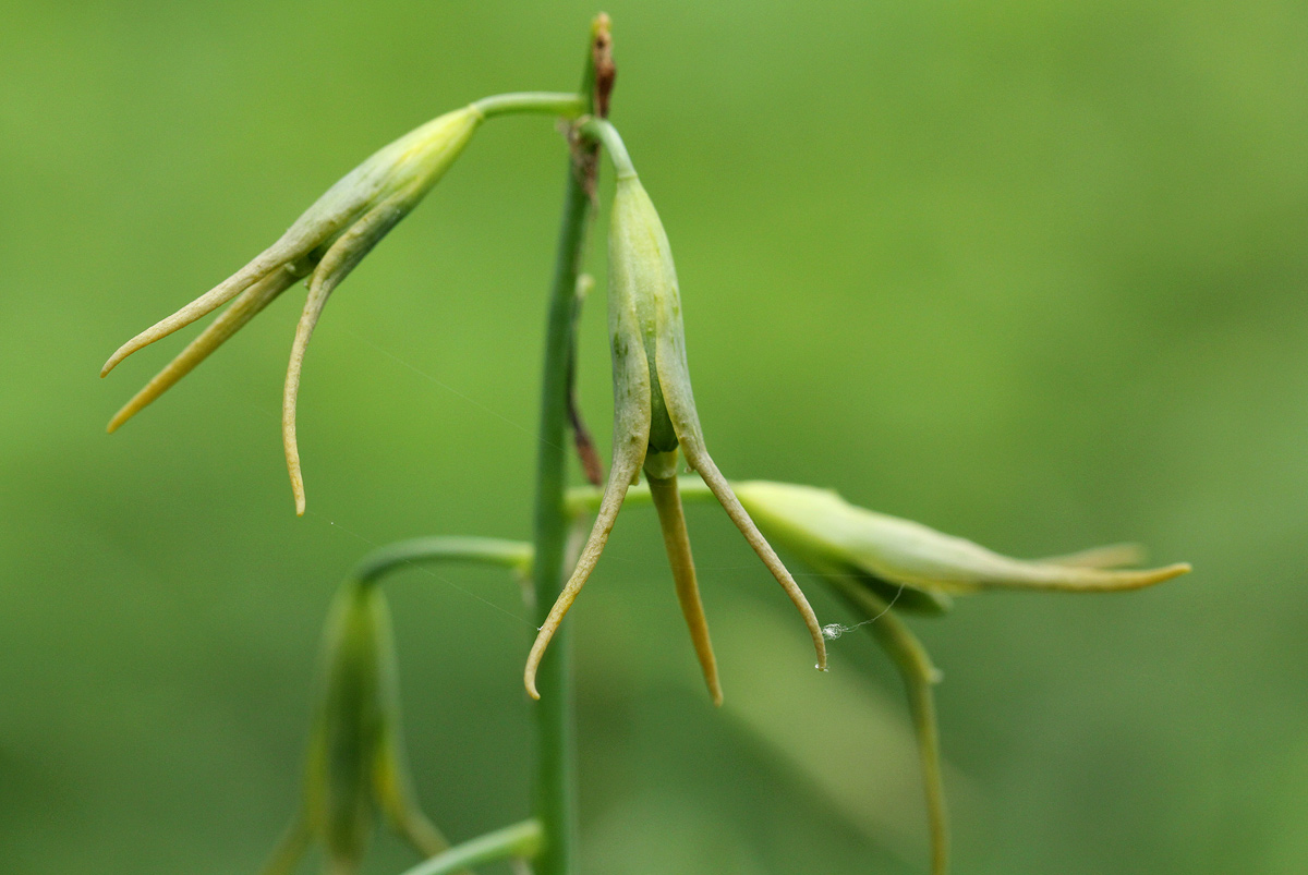 Dipcadi glaucum Dipcadi glaucum