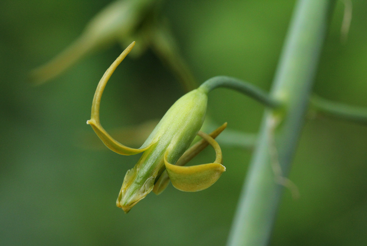 Dipcadi glaucum Dipcadi glaucum