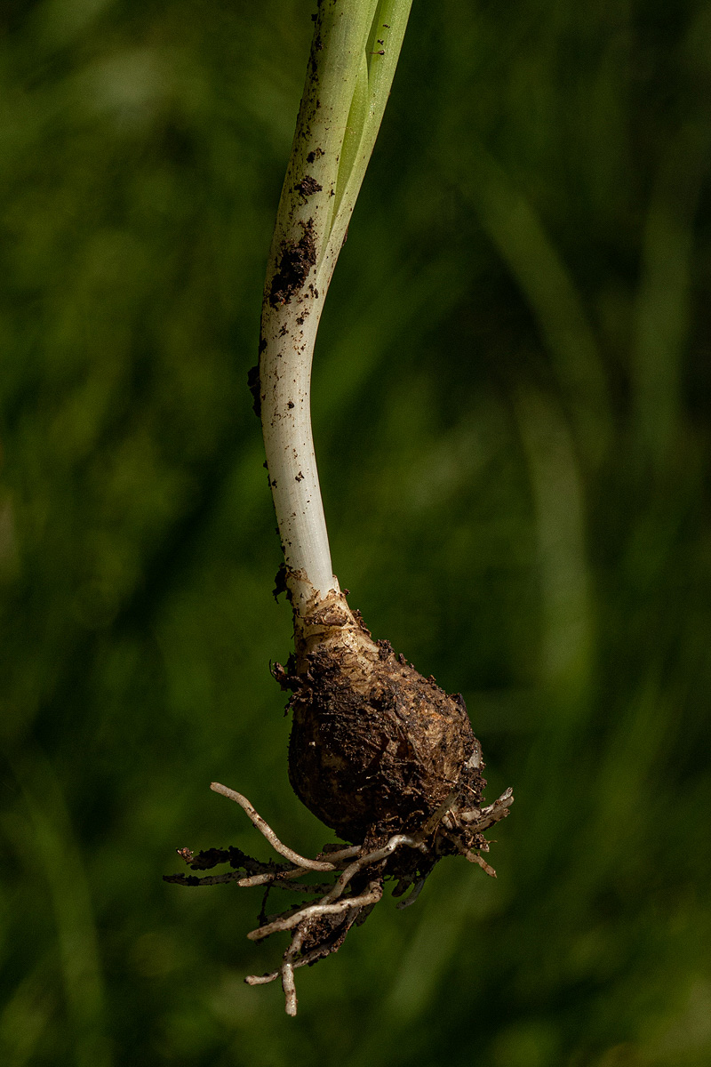 Dipcadi longifolium Dipcadi longifolium