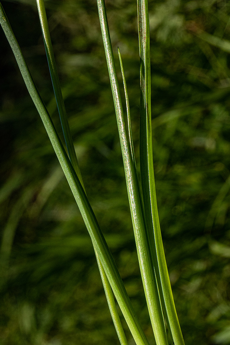 Dipcadi longifolium Dipcadi longifolium