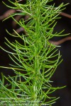 Asparagus africanus var. africanus