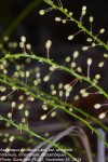 Asparagus africanus var. africanus