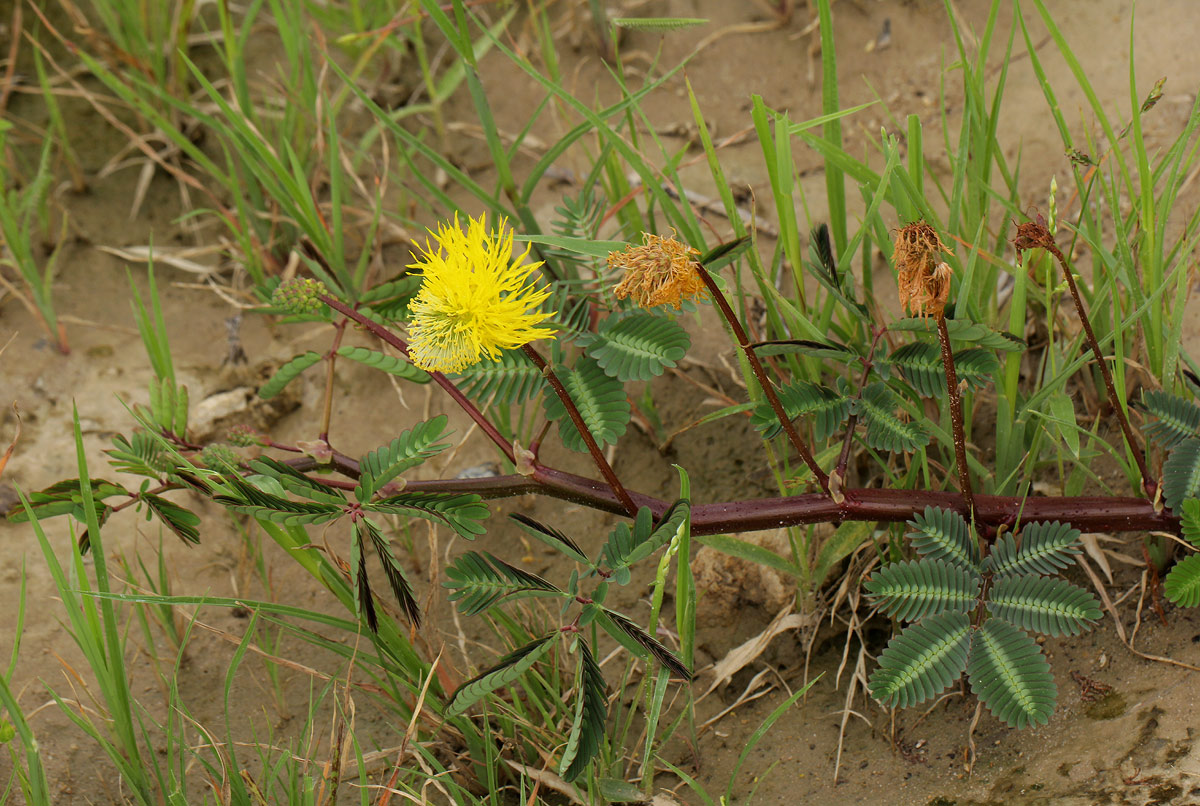 Neptunia oleracea Neptunia oleracea