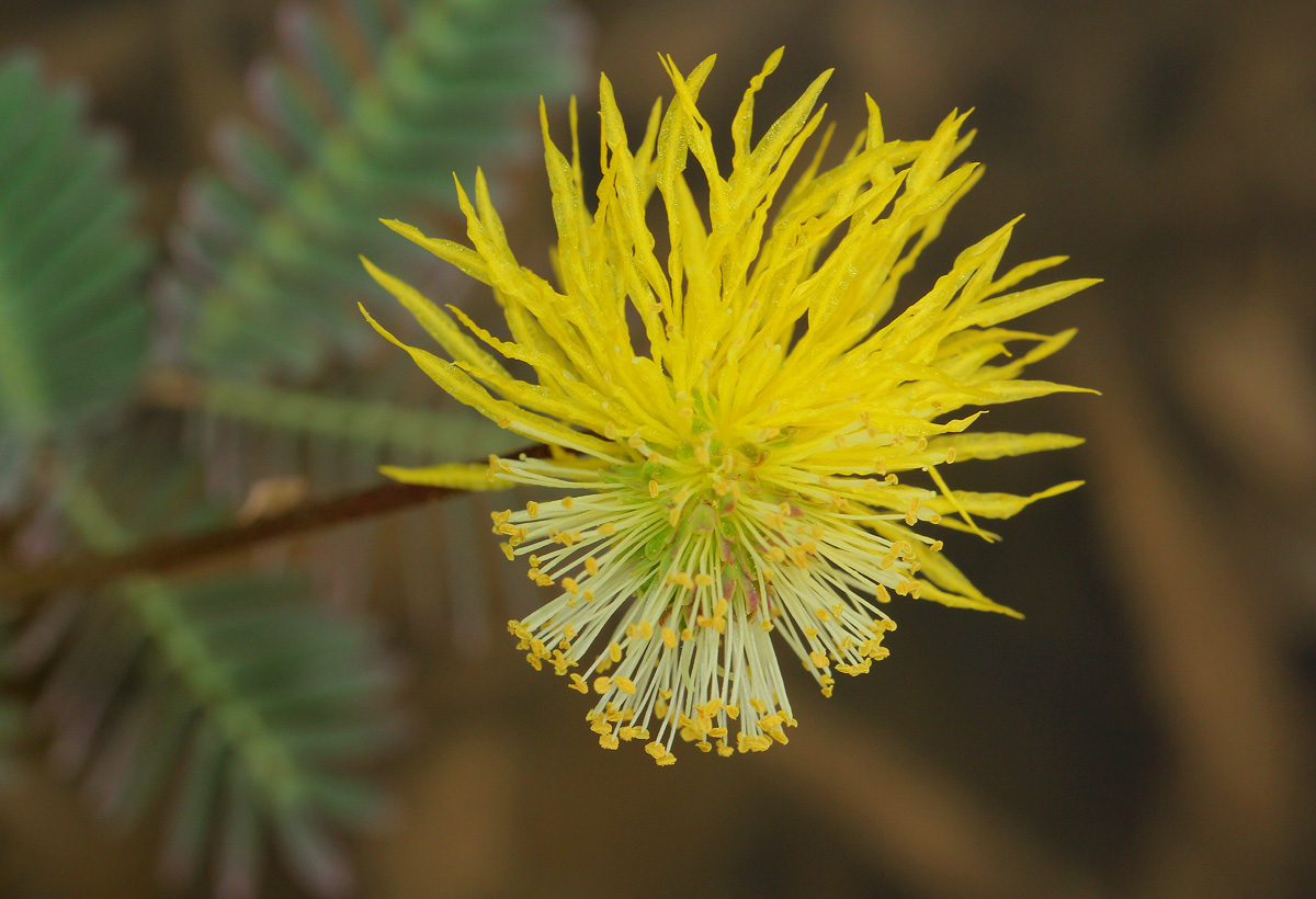 Neptunia oleracea Neptunia oleracea