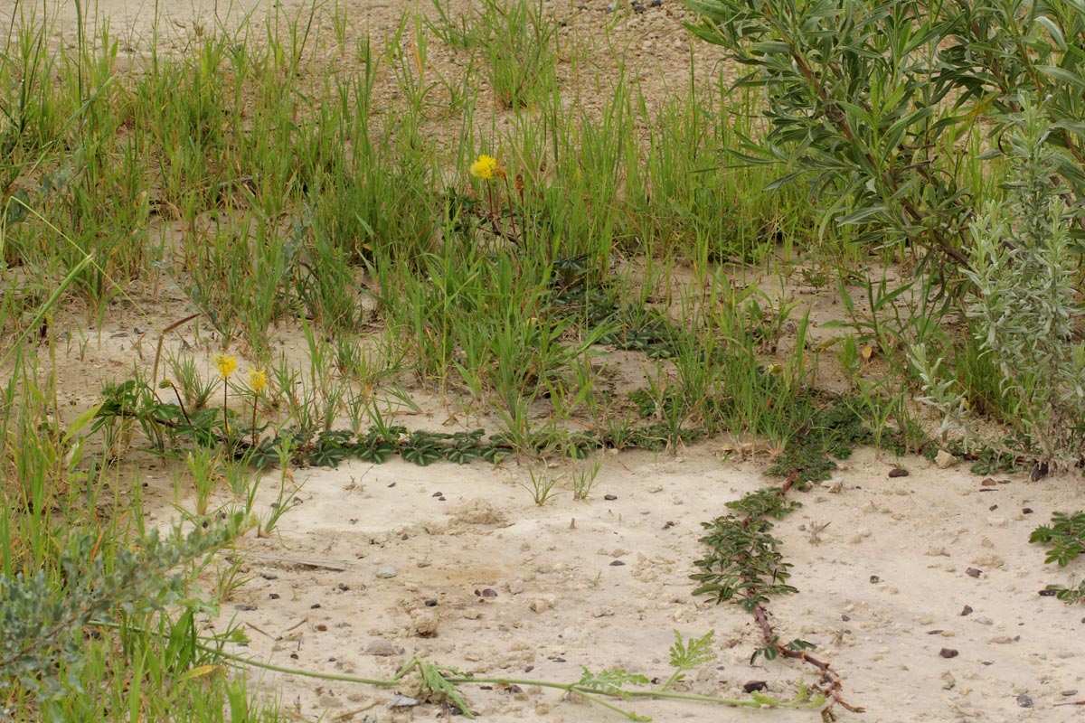 Neptunia oleracea Neptunia oleracea