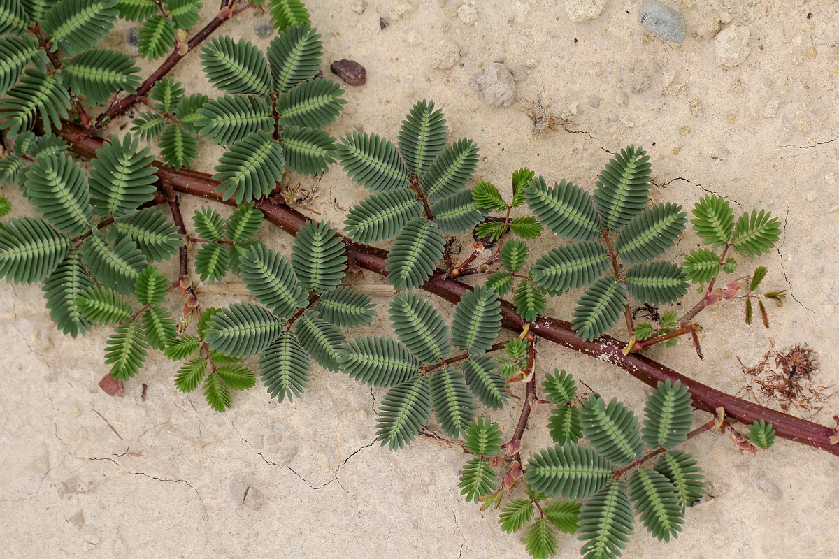 Neptunia oleracea Neptunia oleracea