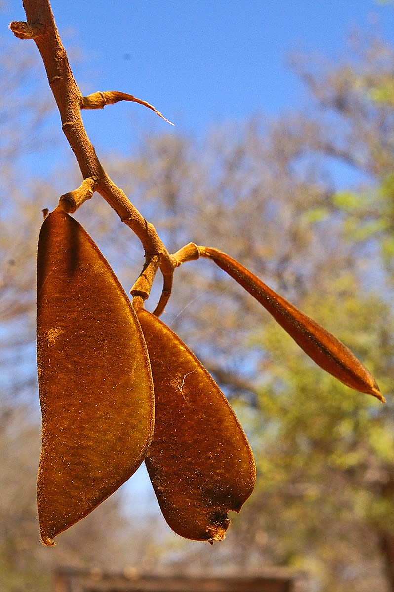 Baikiaea plurijuga