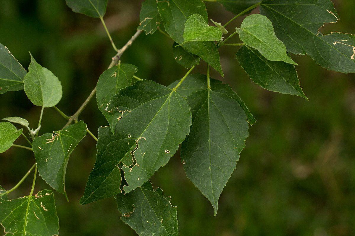 Croton megalobotrys