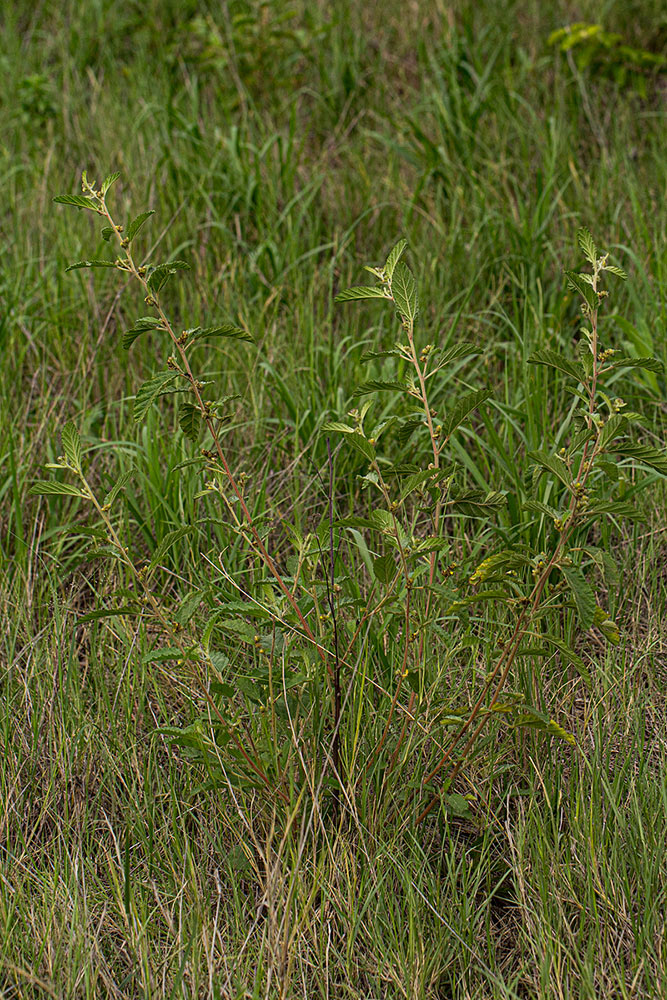 Waltheria indica