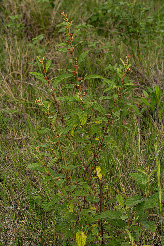 Waltheria indica