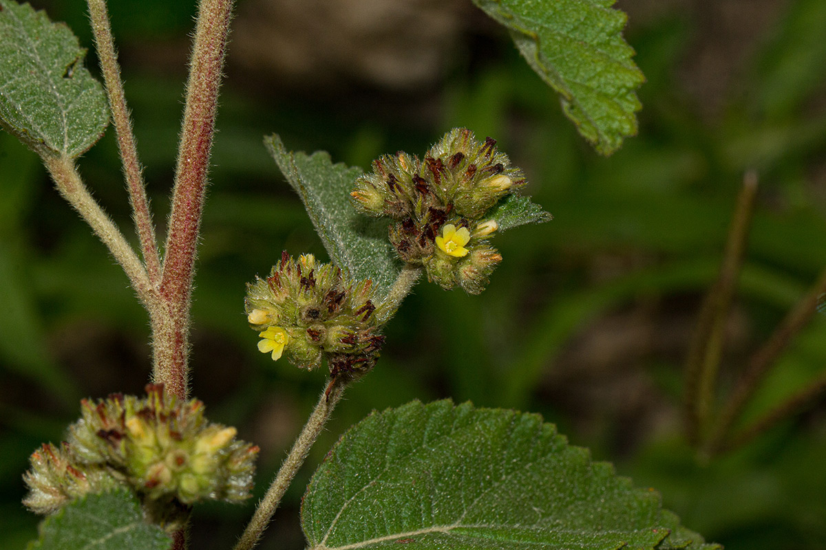 Waltheria indica