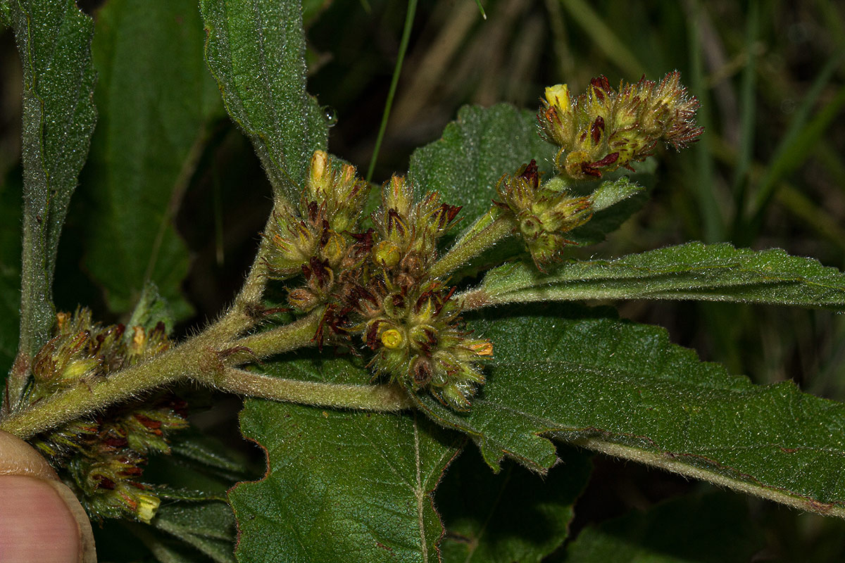 Waltheria indica