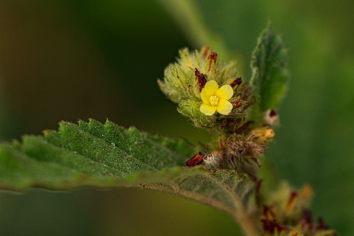 Waltheria indica