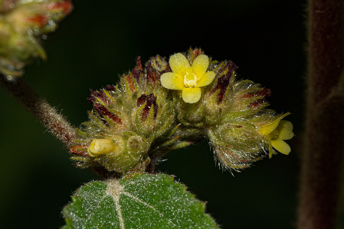 Waltheria indica