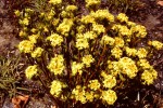 Gnidia kraussiana var. kraussiana