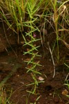 Ammannia auriculata