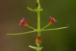 Ammannia auriculata