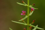 Ammannia auriculata