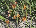 Nesaea rigidula