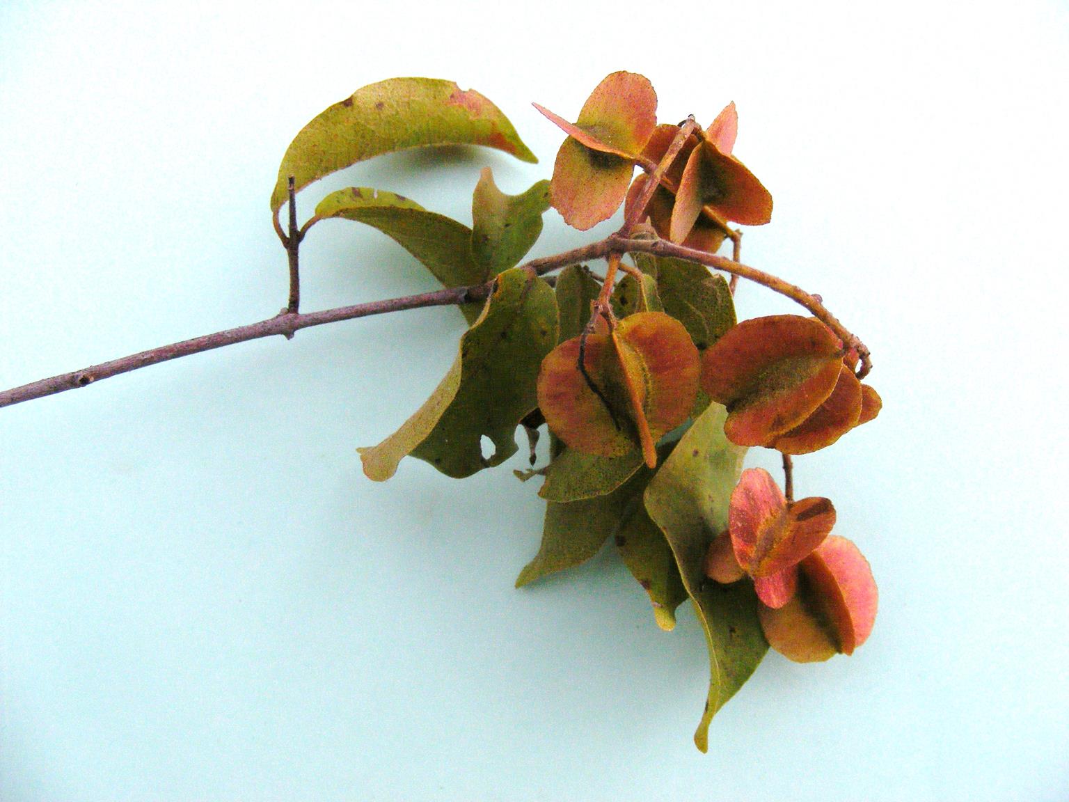 Combretum celastroides subsp. celastroides Combretum celastroides subsp. celastroides