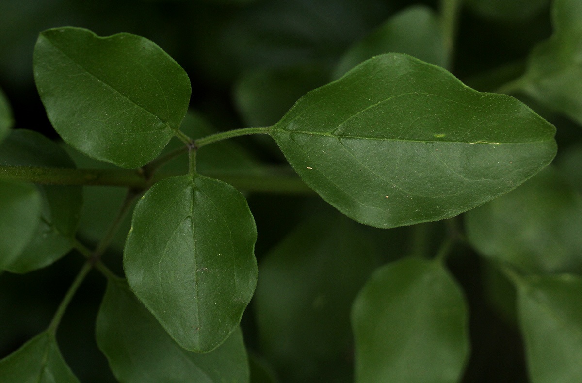 Jasminum fluminense