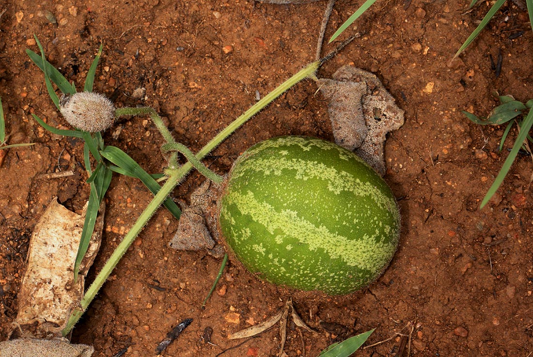Cucumis hirsutus Cucumis hirsutus