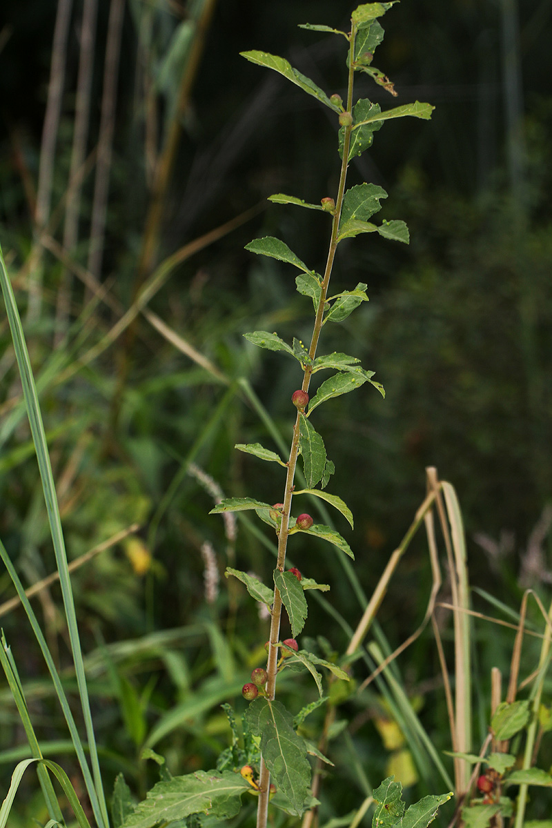 Ficus pygmaea