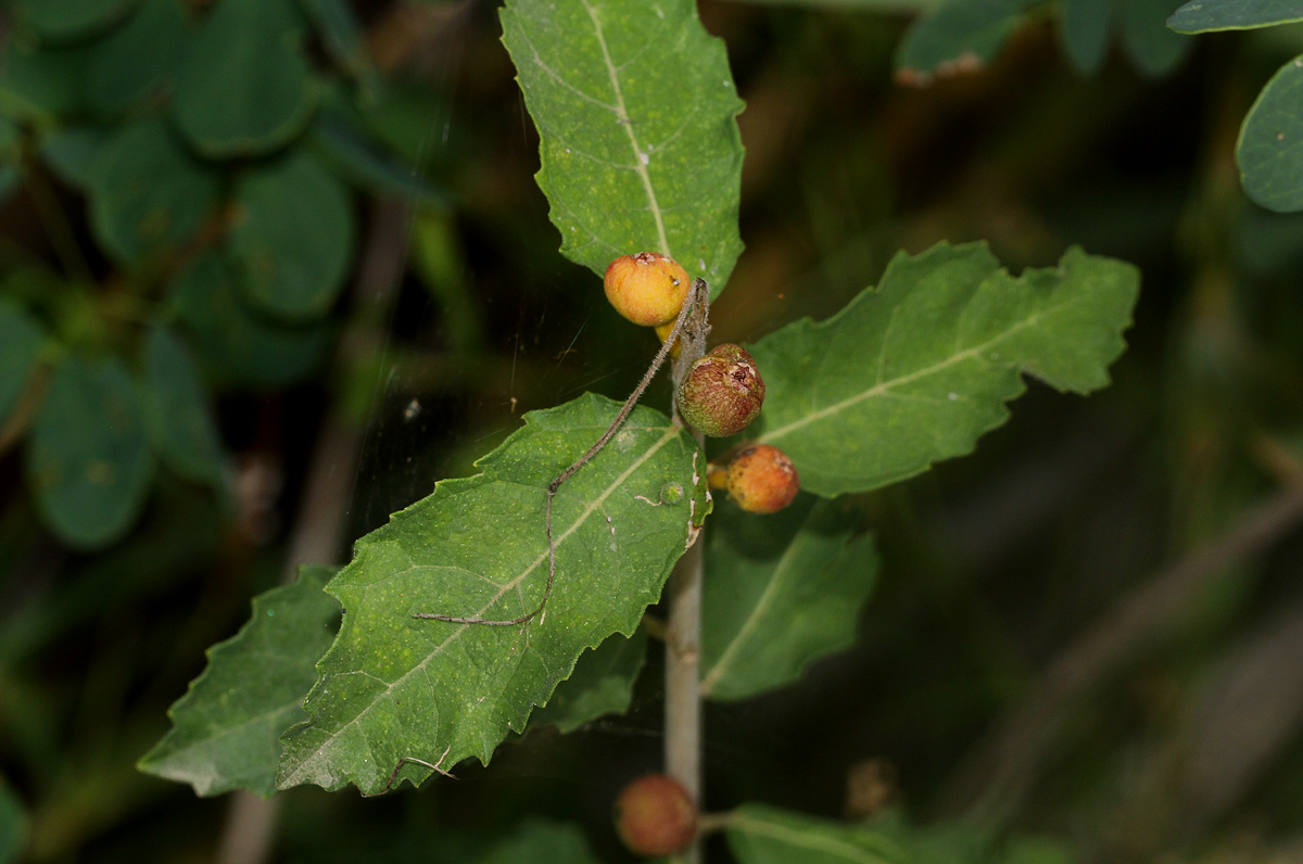 Ficus pygmaea