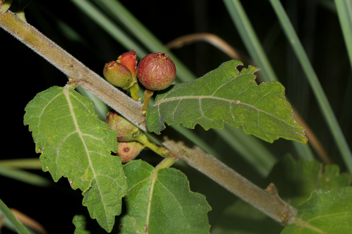 Ficus pygmaea