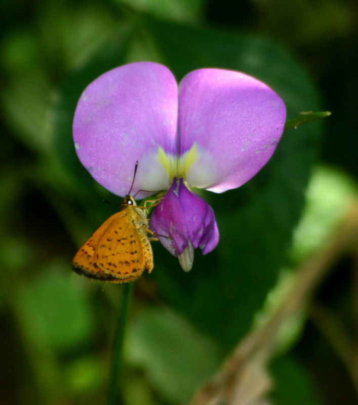 Acada biseriatus