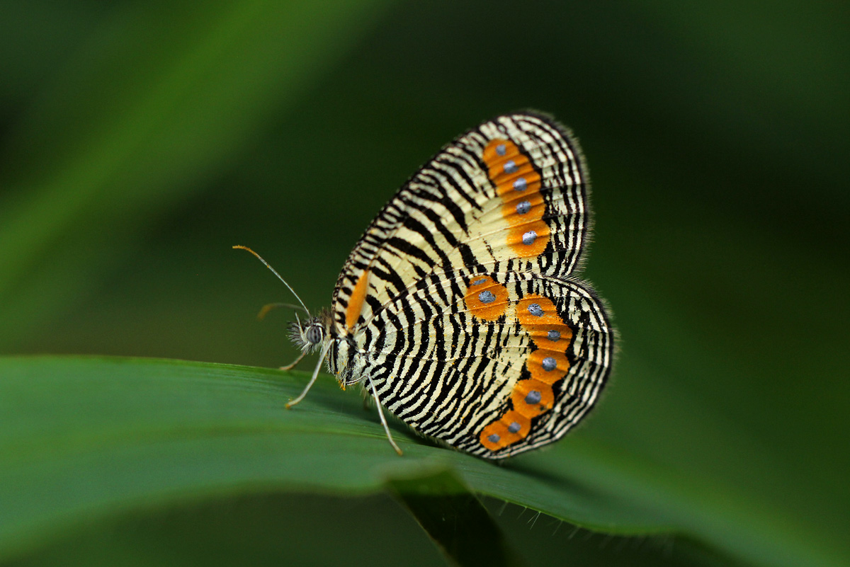 Physcaeneura pione