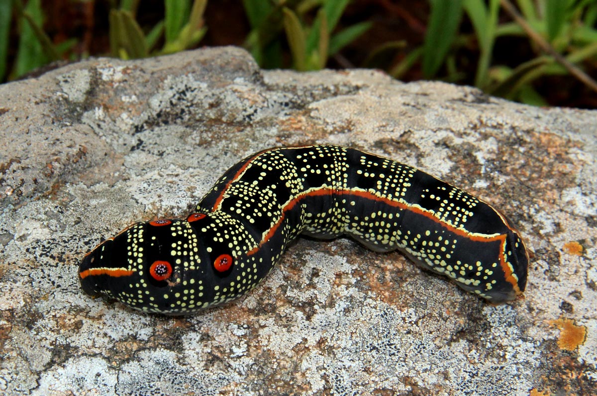 Basiotha schenckii