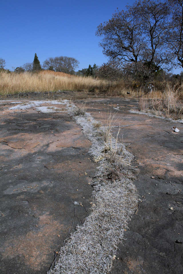 Vegetation (in this case the fern ally, Selaginella dregei) growing in a crack on a bare rock surface. This is an unusual habitat in the Mukuvisi Woodlands and is mostly to be found to the south of the River in the Blatherwick Avenue area. Vegetation (in this case the fern ally, Selaginella dregei) growing in a crack on a bare rock surface. This is an unusual habitat in the Mukuvisi Woodlands and is mostly to be found to the south of the River in the Blatherwick Avenue area.
