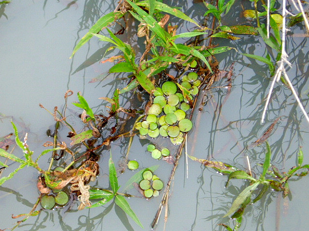 Limnobium laevigatum in its early stage (Crocodile Creek, Lake Chivero, December 2009). I (BM) suspect this how the plant normally occurs and the Manyame lakes might be the only place in Africa where it forms mats. The leaves are spongy, in contrast to E. crassipes which has a spongy petiole. Limnobium laevigatum in its early stage (Crocodile Creek, Lake Chivero, December 2009). I (BM) suspect this how the plant normally occurs and the Manyame lakes might be the only place in Africa where it forms mats. The leaves are spongy, in contrast to E. crassipes which has a spongy petiole.